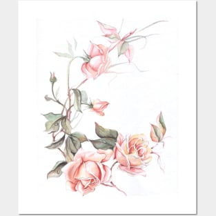 Pink roses Posters and Art